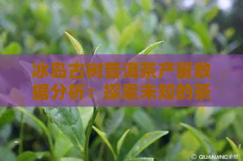 冰岛古树普洱茶产量数据分析：探索未知的茶叶世界