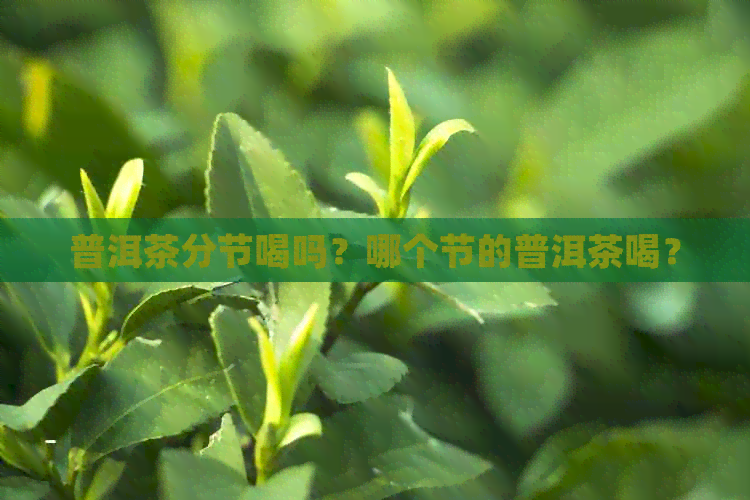 普洱茶分节喝吗？哪个节的普洱茶喝？