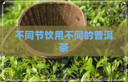 不同节饮用不同的普洱茶