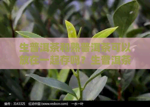 生普洱茶和熟普洱茶可以放在一起存吗？生普洱茶和熟普洱茶能一起泡吗？