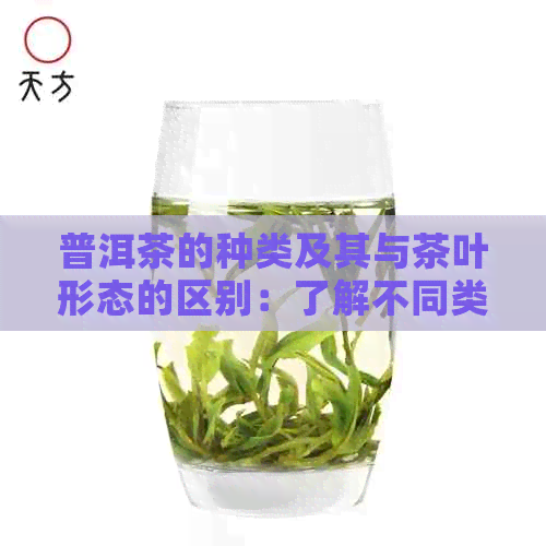 普洱茶的种类及其与茶叶形态的区别：了解不同类型的普洱茶