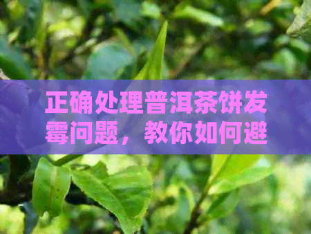 正确处理普洱茶饼发霉问题，教你如何避免茶饼霉菌滋生