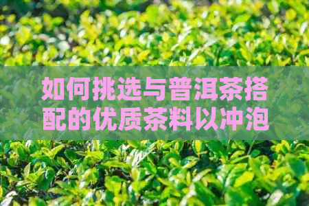 如何挑选与普洱茶搭配的优质茶料以冲泡出更美味的普洱茶