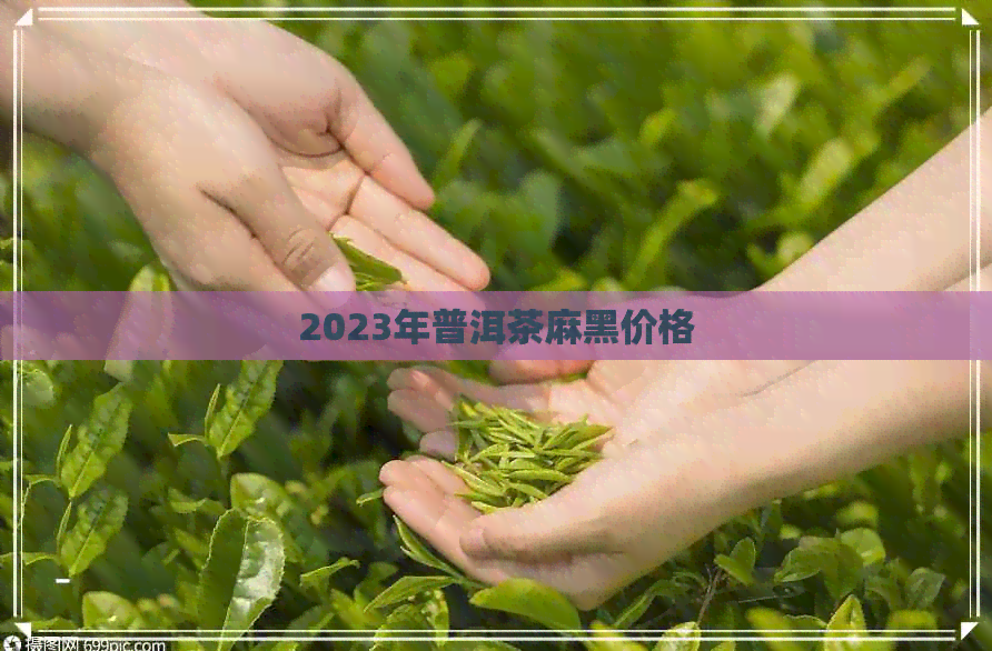 2023年普洱茶麻黑价格