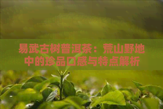 易武古树普洱茶：荒山野地中的珍品口感与特点解析