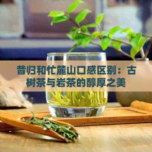 昔归和忙麓山口感区别：古树茶与岩茶的醇厚之美