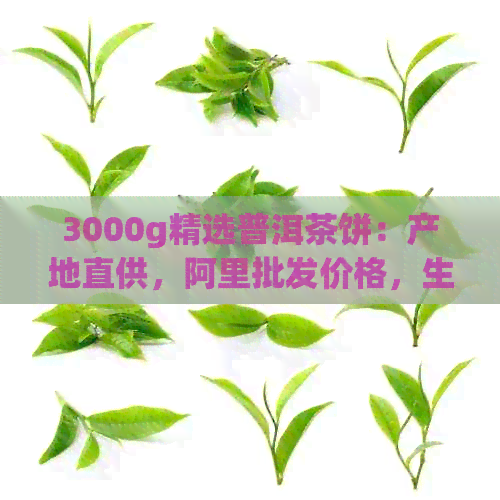 3000g精选普洱茶饼：产地直供，阿里批发价格，生茶大饼，品质保证