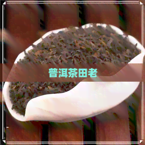 普洱茶田老