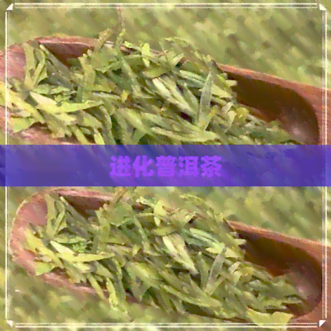 进化普洱茶