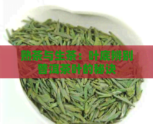 熟茶与生茶：叶底辨别普洱茶叶的秘诀