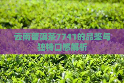 云南普洱茶7741的品鉴与独特口感解析