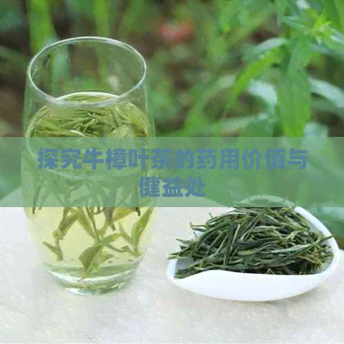 探究牛樟叶茶的药用价值与健益处