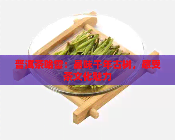 普洱茶哈雷：品味千年古树，感受茶文化魅力