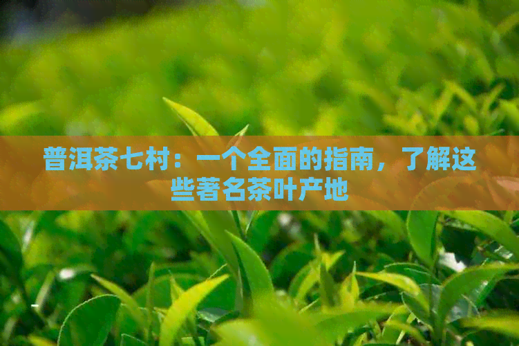 普洱茶七村：一个全面的指南，了解这些著名茶叶产地