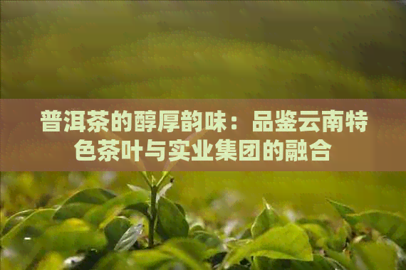 普洱茶的醇厚韵味：品鉴云南特色茶叶与实业集团的融合