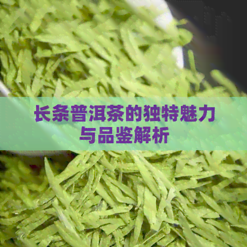 长条普洱茶的独特魅力与品鉴解析