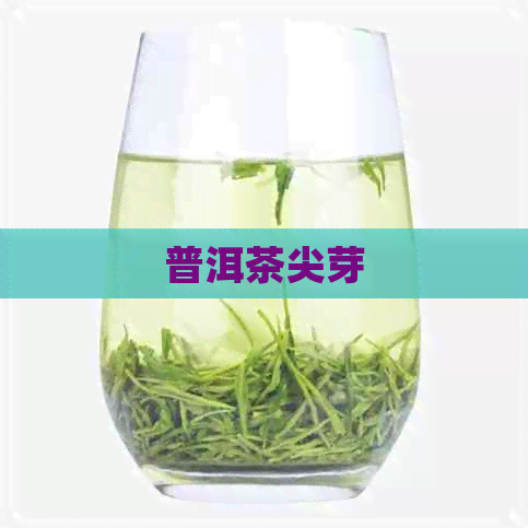 普洱茶尖芽