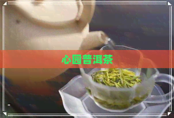 心园普洱茶