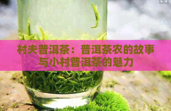 村夫普洱茶：普洱茶农的故事与小村普洱茶的魅力