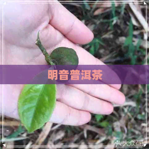 明音普洱茶