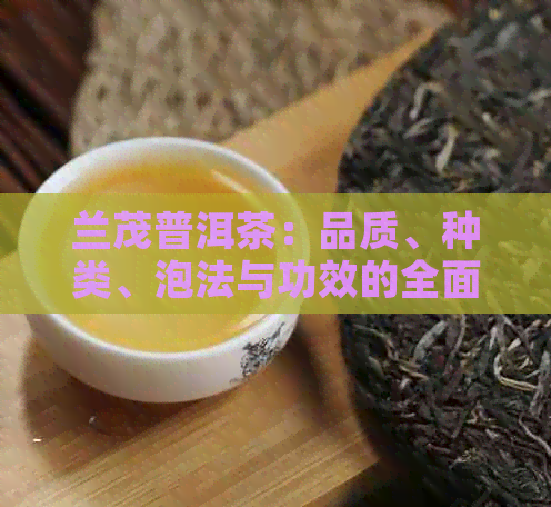 兰茂普洱茶：品质、种类、泡法与功效的全面解析