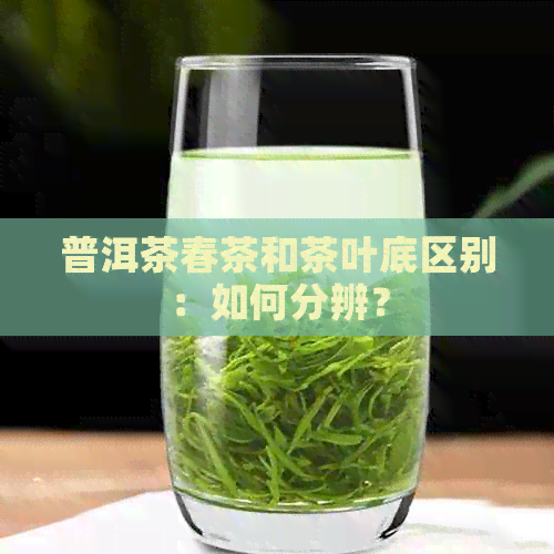 普洱茶春茶和茶叶底区别：如何分辨？