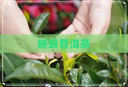 蜥蜴普洱茶