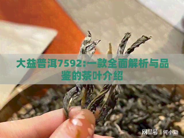 大益普洱7592:一款全面解析与品鉴的茶叶介绍