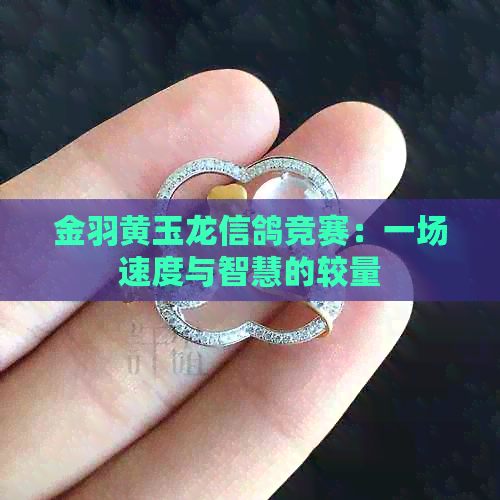 金羽黄玉龙信鸽竞赛：一场速度与智慧的较量