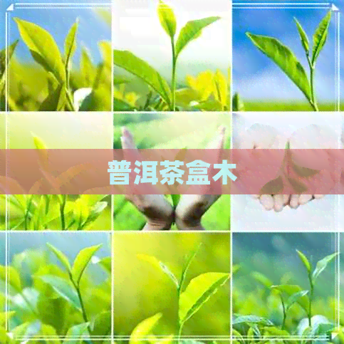 普洱茶盒木