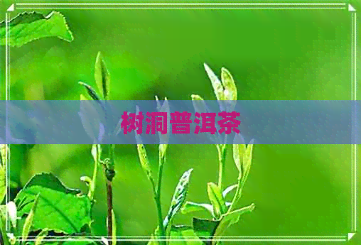 树洞普洱茶