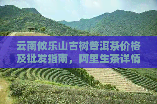 云南攸乐山古树普洱茶价格及批发指南，阿里生茶详情