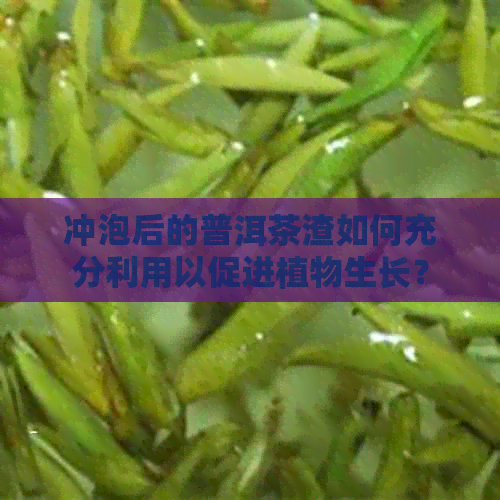 冲泡后的普洱茶渣如何充分利用以促进植物生长？