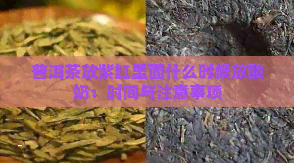 普洱茶放紫缸里面什么时候放酸奶：时间与注意事项