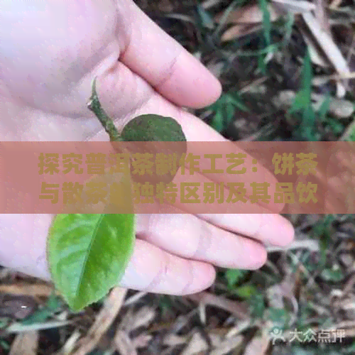 探究普洱茶制作工艺：饼茶与散茶的独特区别及其品饮体验