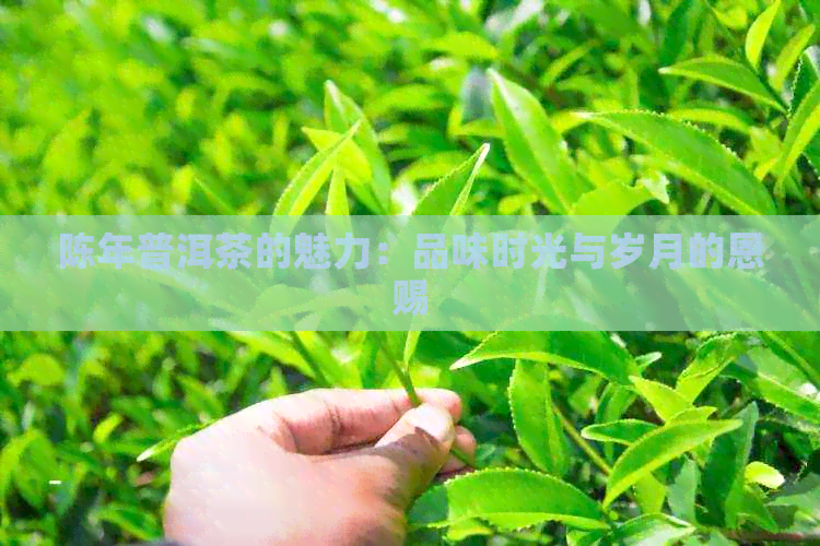 陈年普洱茶的魅力：品味时光与岁月的恩赐