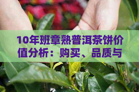 10年班章熟普洱茶饼价值分析：购买、品质与市场趋势全方位指南