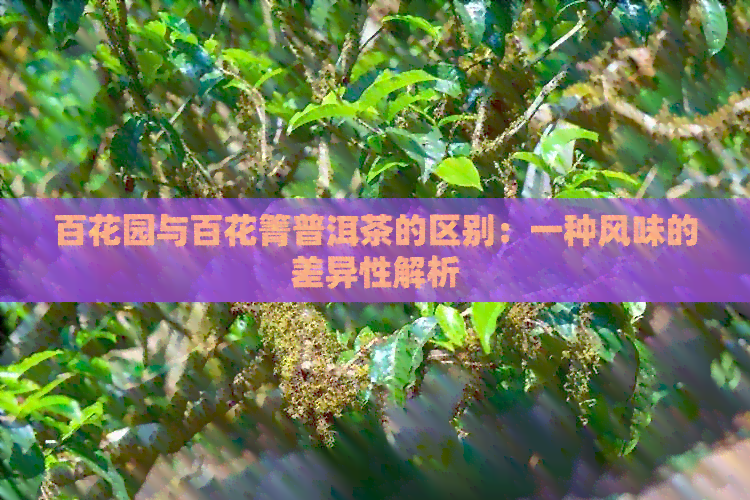 百花园与百花箐普洱茶的区别：一种风味的差异性解析