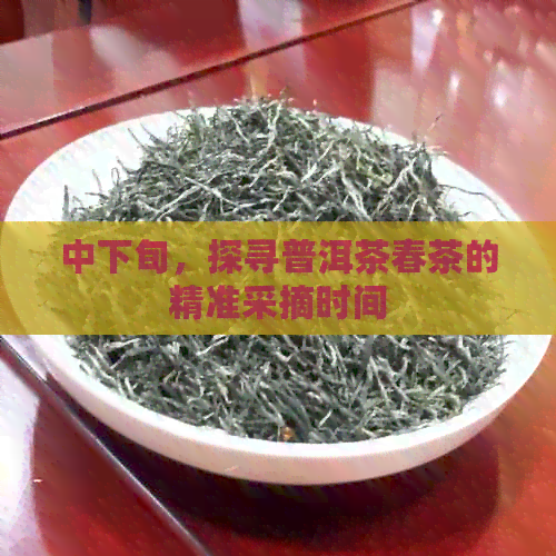 中下旬，探寻普洱茶春茶的精准采摘时间