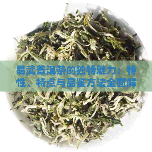 易武普洱茶的独特魅力：特性、特点与品鉴方法全面解析