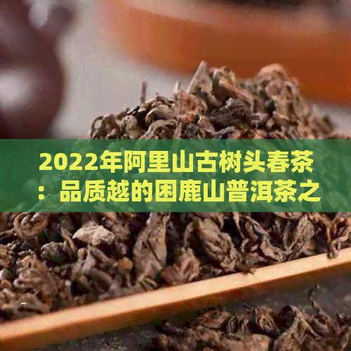 2022年阿里山古树头春茶：品质越的困鹿山普洱茶之旅