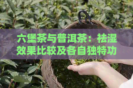 六堡茶与普洱茶：祛湿效果比较及各自独特功效