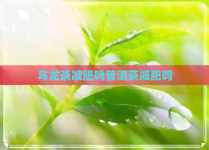 乌龙茶减肥吗普洱茶减肥吗