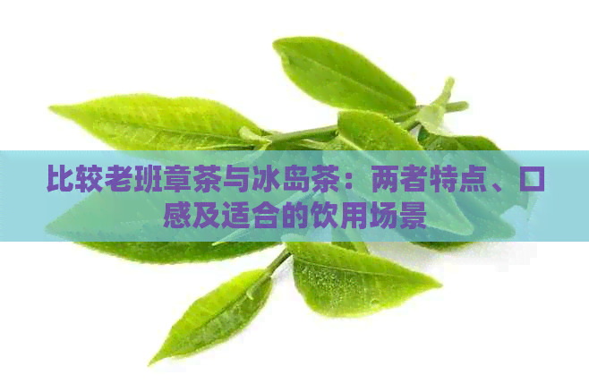 比较老班章茶与冰岛茶：两者特点、口感及适合的饮用场景