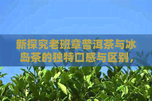 新探究老班章普洱茶与冰岛茶的独特口感与区别，你知道多少？