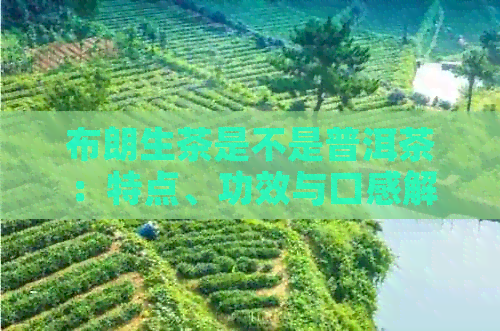 布朗生茶是不是普洱茶：特点、功效与口感解析