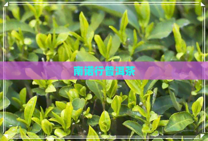 南诺行普洱茶