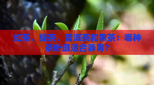 红茶、绿茶、普洱茶和黑茶：哪种茶叶最适合养胃？