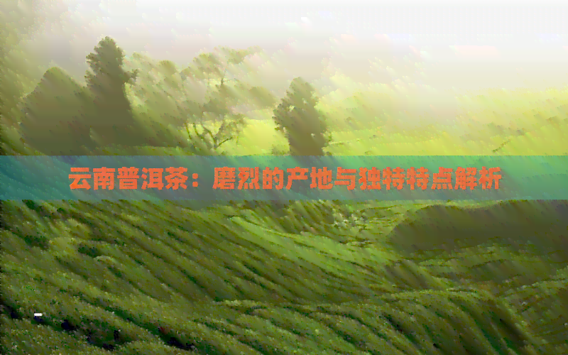 云南普洱茶：磨烈的产地与独特特点解析