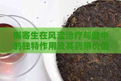 槲寄生在风湿治疗与健中的独特作用及其药用价值